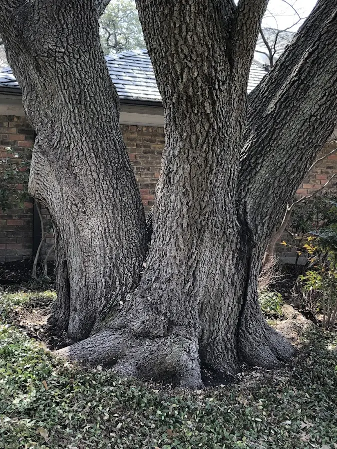 Mature heritage tree close to a Thorpe property cared for by certified arborists